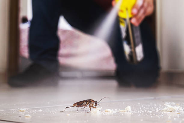 Best Local Pest Control Services  in South Haven, MI